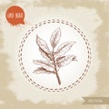 Hand drawn sketch style bay leaves branch with seeds. Spices, condiments, aroma medicine vector illustration