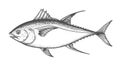 Hand drawn sketch style bluefin tuna. Best for fish markets, fish restaurant designs. Royalty Free Stock Photo