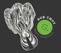 Hand drawn sketch style bok choy. Organic fresh food vector illustration on chalk board. Retro vegetable pak choi illustration. Royalty Free Stock Photo