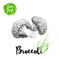 Hand drawn sketch style broccoli composition. Fresh farm vegetables