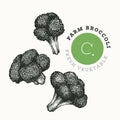Hand drawn sketch style broccoli. Organic fresh food vector illustration isolated on white background. Retro vegetable cauliflower Royalty Free Stock Photo