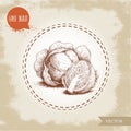 Hand drawn sketch style cabbages. Fresh organic vegetable vector