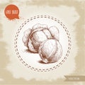 Hand drawn sketch style cabbages. Fresh and ripe organic vegetable vector