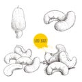 Hand drawn sketch style cashew set. Single, whole fresh cashew fruit and roasted nuts. Organic food vector illustrations.