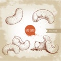 Hand drawn sketch style cashew set. Single, whole and group nuts composition. Organic food vector illustrations.