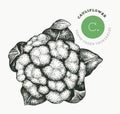Hand drawn sketch style cauliflower cabbage. Organic fresh food vector illustration isolated on white background. Retro vegetable Royalty Free Stock Photo