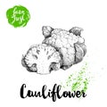 Hand drawn sketch style cauliflower composition. Farm fresh food illustration Royalty Free Stock Photo