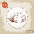 Hand drawn sketch style cauliflower composition. Vector farm fresh food illustration Royalty Free Stock Photo