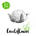 Hand drawn sketch style cauliflower. Farm fresh food illustration Royalty Free Stock Photo