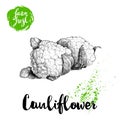 Hand drawn sketch style cauliflowers. Farm fresh food illustration Royalty Free Stock Photo