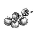 Hand drawn sketch style cherry tomatoes branch. Best for tomato themed designs in retro vintage style.