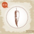 Hand drawn sketch style chili pepper. Royalty Free Stock Photo