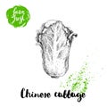 Hand Drawn Sketch Style Chinese Cabbage Poster. Vintage Looking Vegetable Isolated On White Background.
