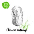 Hand drawn sketch style chinese cabbage poster. Vintage vegetable isolated on white background. Royalty Free Stock Photo