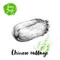 Hand drawn sketch style chinese cabbage poster. Vintage veggie isolated on white background.