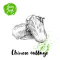 Hand drawn sketch style chinese cabbages composition poster. Vintage veggie isolated on white background.