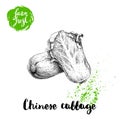 Hand drawn sketch style chinese cabbages composition poster. Vintage veggie isolated on white background. Royalty Free Stock Photo