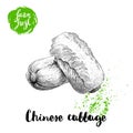 Hand drawn sketch style chinese cabbages composition poster. Vintage veggie isolated on white background.