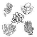 Hand drawn sketch style corals set. Black line engraved style. Vintage looking underwater icons. Vector illustrations