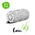 Hand drawn sketch style corn vegetable. Boiled farm fresh sweet corn. Organic cereal vector illustration. Royalty Free Stock Photo