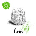 Hand drawn sketch style corn vegetable. Boiled farm fresh sweet corn. Organic cereal vector illustration.