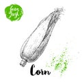 Hand drawn sketch style corn vegetable. Corncob with leafs and seeds. Farm fresh cereal vector illustration.