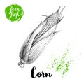 Hand drawn sketch style corn vegetable. Corncob with leafs and seeds. Farm fresh cereal vector illustration.