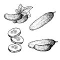 Hand drawn sketch style cucumbers set. Whole, sliced and grow. Farm fresh vegetable illustrations collection.