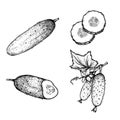 Hand drawn sketch style cucumbers set. Whole, sliced and grow. Farm fresh vegetable illustrations collection.