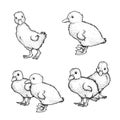 Hand drawn sketch style ducklings set. Cute baby ducks. Poultry. Best for Easter themed designs. Retro style.