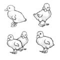 Hand drawn sketch style ducklings set. Cute baby ducks. Poultry. Best for Easter themed designs. Retro style.