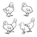 Hand drawn sketch style ducklings set. Cute baby ducks. Poultry. Best for Easter themed designs. Retro style.