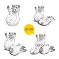 Hand drawn sketch style fennel bulbs set. Whole and cut, single and group. Herbs, spices and condiments. Vector illustrations Royalty Free Stock Photo