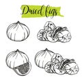 Hand drawn sketch style Fig set. Single, group fruits, slices, dried Figs.