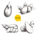 Hand drawn sketch style fresh eggplants. Fresh eggplant and sliced eggplant. Healthy fresh organic food