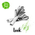 Hand drawn sketch style fresh leek group composition. on white background. Vector illustration of healthy fresh organic f