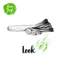 Hand drawn sketch style fresh leek with sliced pieces. Vector illustration of healthy fresh organic food. Farm fresh product. Royalty Free Stock Photo