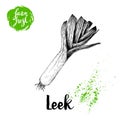 Hand drawn sketch style fresh leek. Vector illustration of organic farm fresh market vegetables. Royalty Free Stock Photo