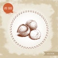 Hand drawn sketch style hazelnut group. Whole, cracked and seed. Eco forest nut filbert composition.