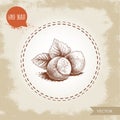 Hand drawn sketch style hazelnut group. Whole nuts with leaves. Eco forest nut filbert. Vector illustration Royalty Free Stock Photo