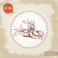 Hand drawn sketch style hazelnuts in their clusters. Forest nuts filbert, cobnuts. Vector illustration