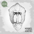 Hand drawn sketch style illustration of Mandrill male monkey face