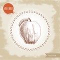 Hand drawn sketch style illustration of quince apple . Royalty Free Stock Photo