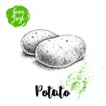 Hand drawn sketch style illustration of ripe potatoes. Farm fresh vector vegetables poster.