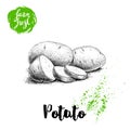 Hand drawn sketch style illustration of ripe potatoes and slices. Farm fresh vector illustration poster.