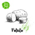 Hand drawn sketch style illustration of ripe potatoes and slices. Farm fresh vector illustration poster.