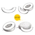 Hand drawn sketch style illustration set of ripe melons and melon slices.