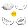 Hand drawn sketch style illustration set of ripe melons and melon slices. Organic food vector illustration