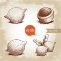 Hand drawn sketch style macadamia nuts set. Whole, peeled, single and group. Vector illustrations