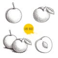 Hand drawn sketch style mirabelle plums set. Plums collection in retro style. Fresh fruits illustrations. Vector drawing